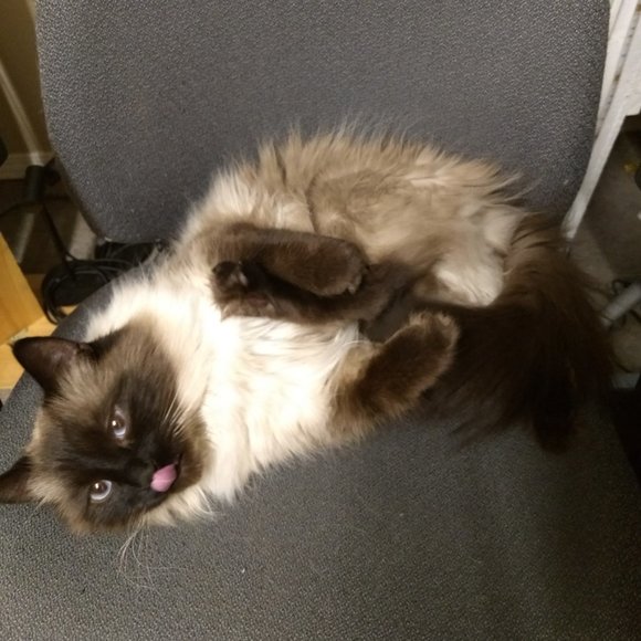 Meet your Posher, Shaun - Picture 1 of 1